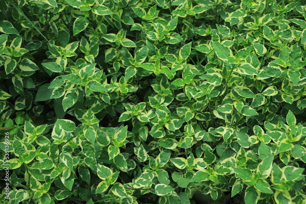 Fresh Green leaves pattern background, Natural background and wallpaper Fresh Green leaves pattern background, Natural background and wallpaper