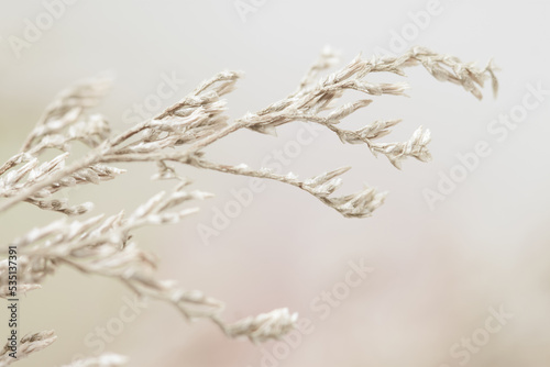 Beautiful beige neutral colors dried romantic lovely flowers branches wallpaper macro © Tanaly