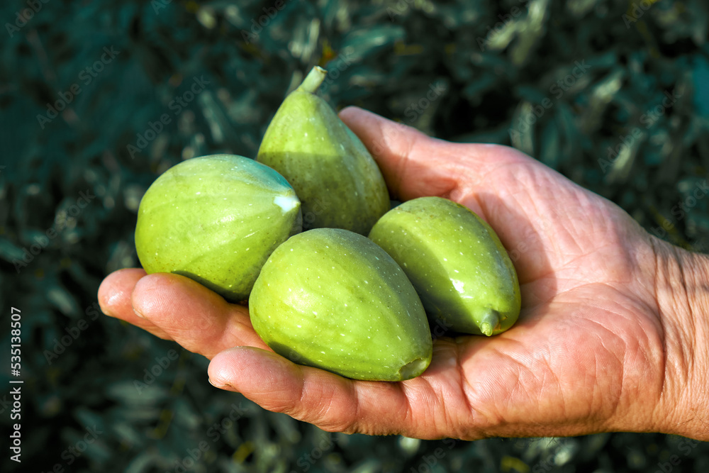 man's hand with freshly picked figs