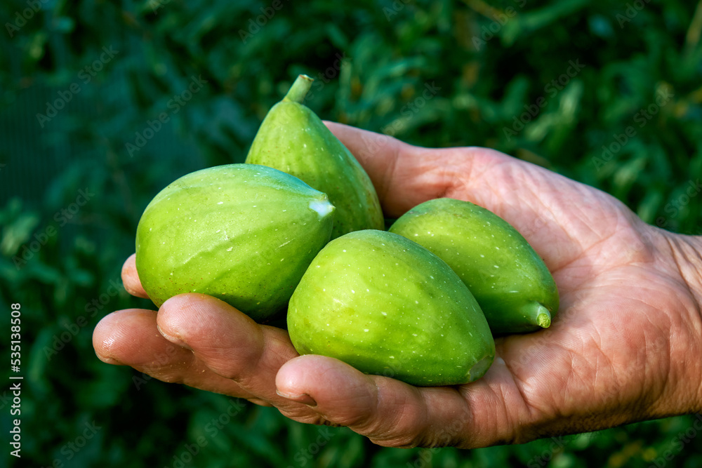 man's hand with freshly picked figs