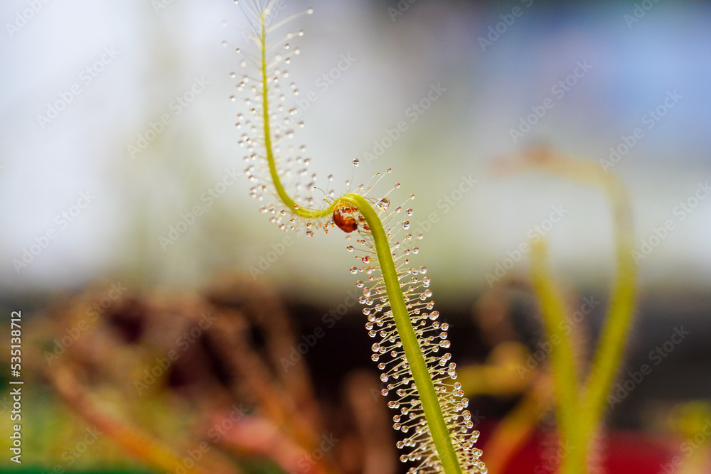 Mosquito insects caught by Drosera Indica. Leaf of Sundew. Sundew (Drosera) lives on swamps insects sticky leaves.