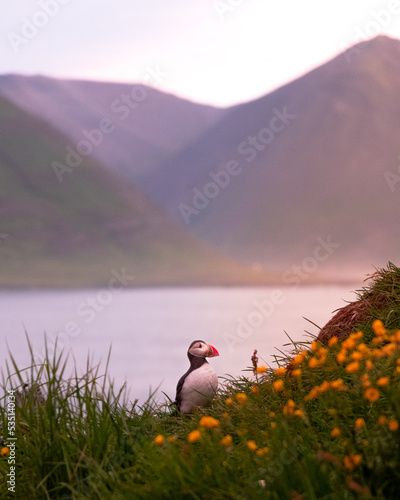 Puffin in Papey Island Iceland