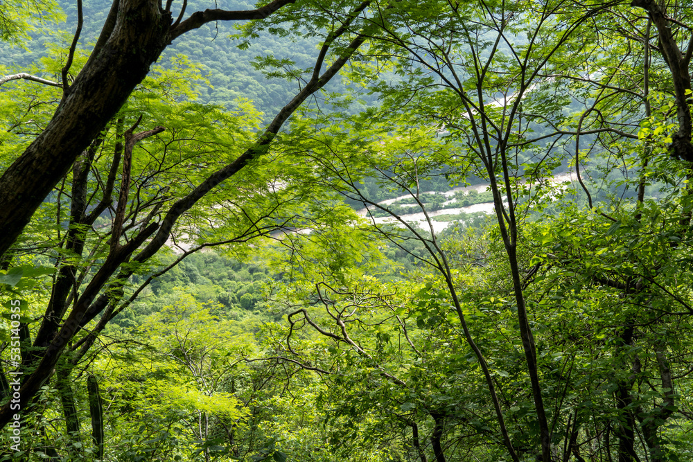 dirty river seen through the huentitan ravine in guadalajara, green vegetation, trees, plants and mountains, mexico dirty river seen through the huentitan ravine in guadalajara, green vegetation, trees, plants and mountains, mexico