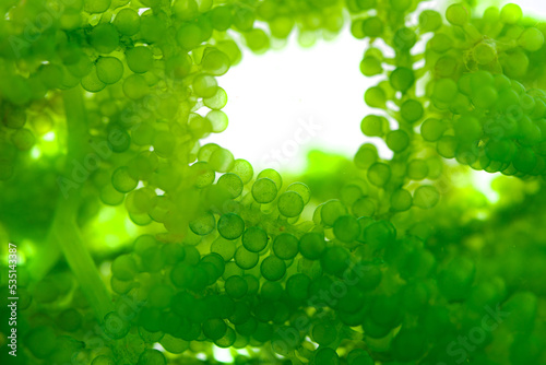 Sea Grapes , Umi-budou, Seaweed , green caviar, Healthy sea food  background