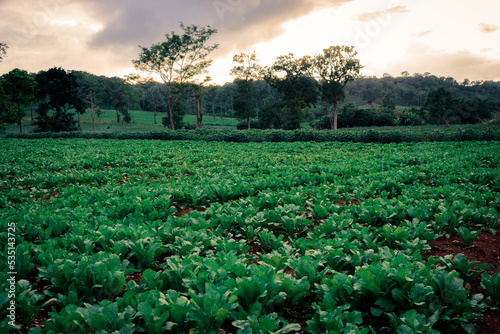 Cassava or manioc plant field on moutain in Thailand photo