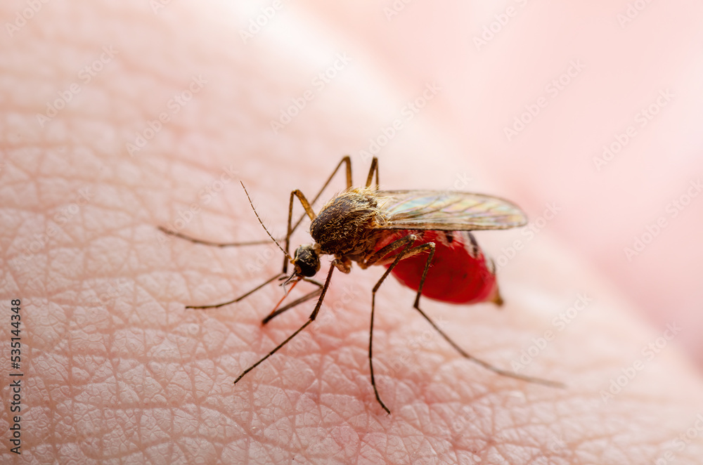 Obraz premium Dangerous Zika Infected Mosquito Skin Bite. Leishmaniasis, Encephalitis, Yellow Fever, Dengue, Malaria Disease, Mayaro or Zika Virus Infectious Culex Mosquito Parasite Insect Macro.