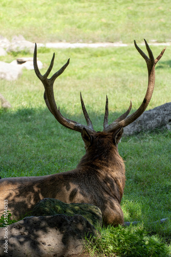 Cervus elaphus male deer  resting in the field in the shade of a tree  in the background stones  mexico