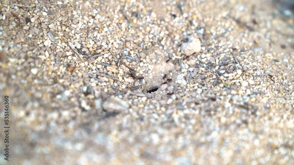 Close up of ants going in and out of ant colony during a hot day in the Sonoran Desert Close up of ants going in and out of ant colony during a hot day in the Sonoran Desert