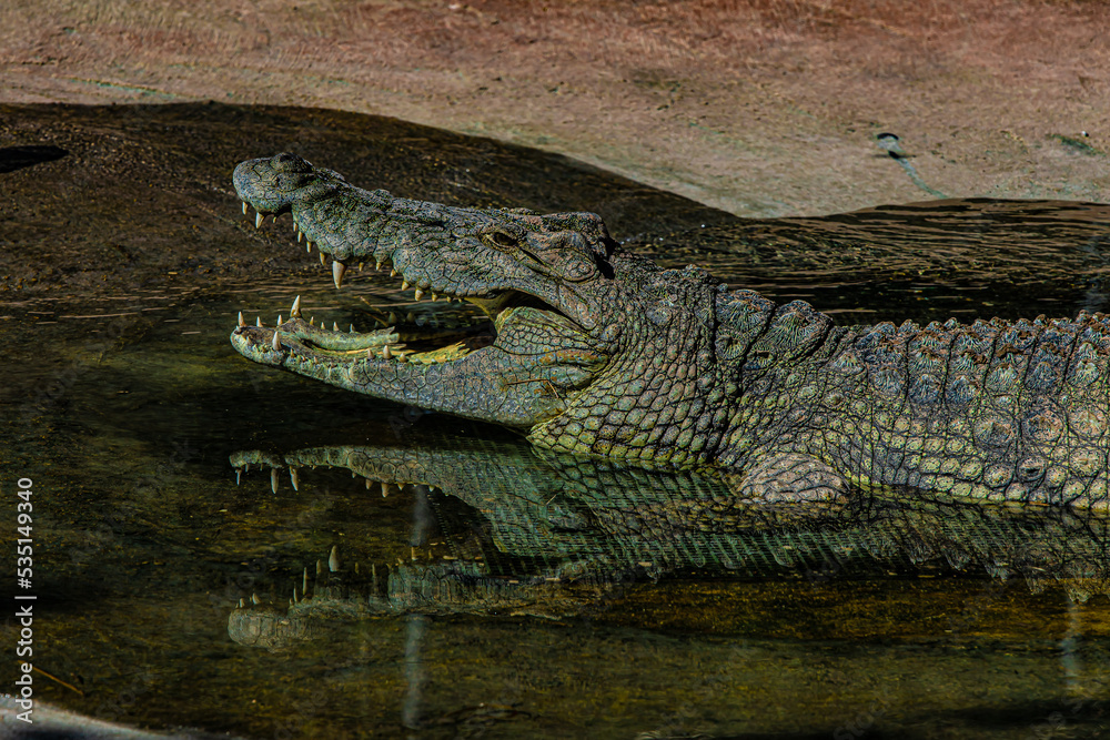 portrait alligator in the water