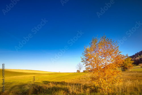 autumn landscape with trees © Bogdan