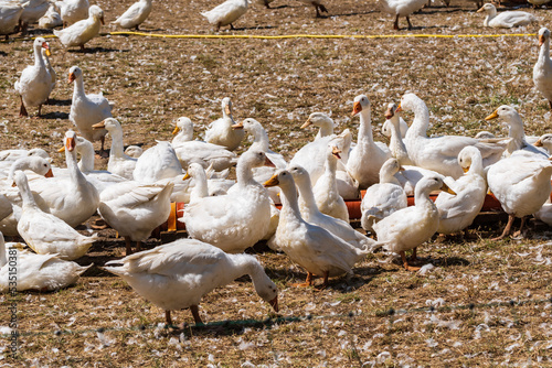 Enten und Gänse an einem Wassertrog  auf einer Geflügelfarm