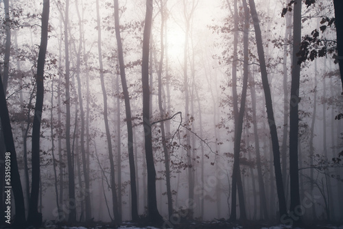 Mist in the woods at winter