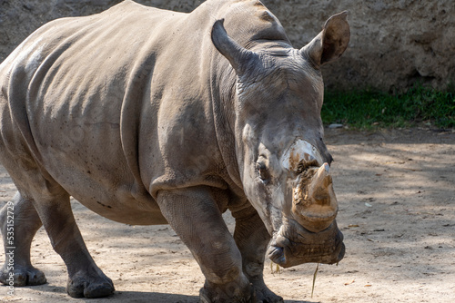Ceratotherium simum simum white rhinoceros walking quietly in dirt field, horn cut off mexico