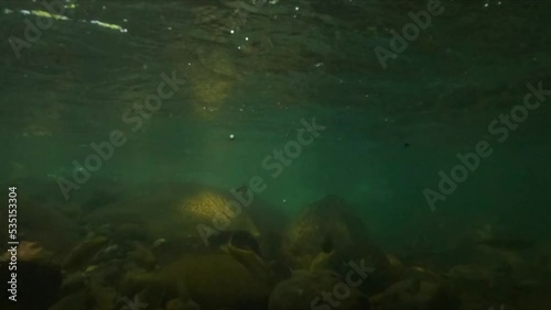 Underwater slow motion shot of some fish swimming peacefully in a river photo