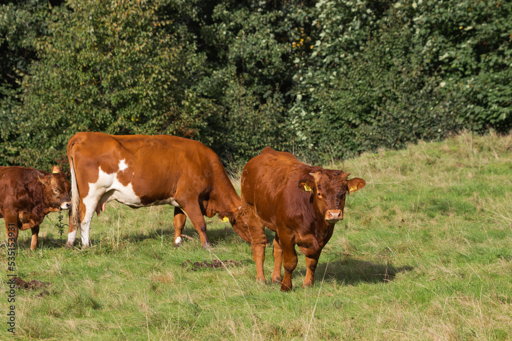 Portrait of red angus calf with slimy nose and yellow markings on ears. Bull looking at the camera. Farming concept. Portrait of red angus calf with slimy nose and yellow markings on ears. Bull looking at the camera. Farming concept.