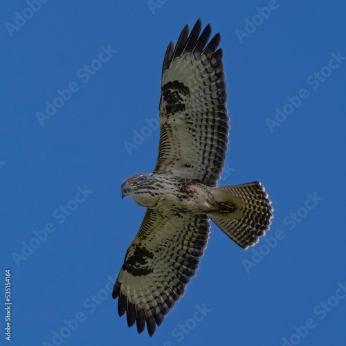 Mäusebussard