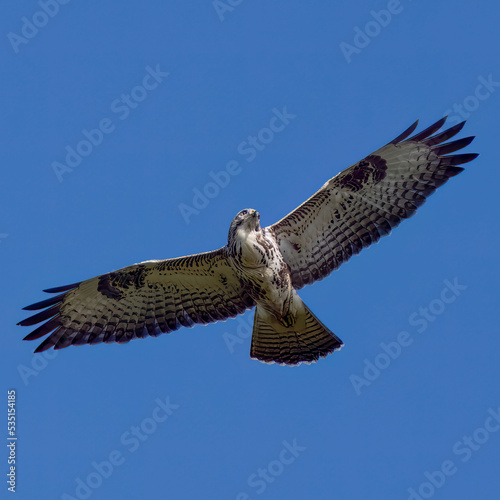 Mäusebussard