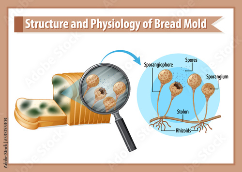 structure and physiology of bread mold