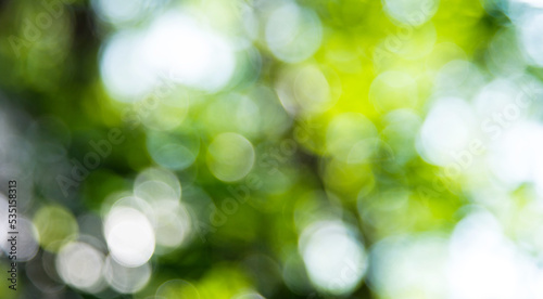 Green bokeh out of focus background from forest