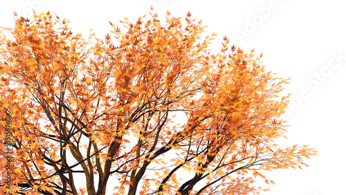 モミジの紅葉　透過素材