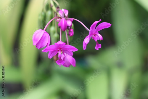  Details of Spathoglottis plicata flower in the garden