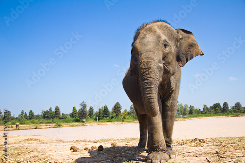 Photography elephant in the wild