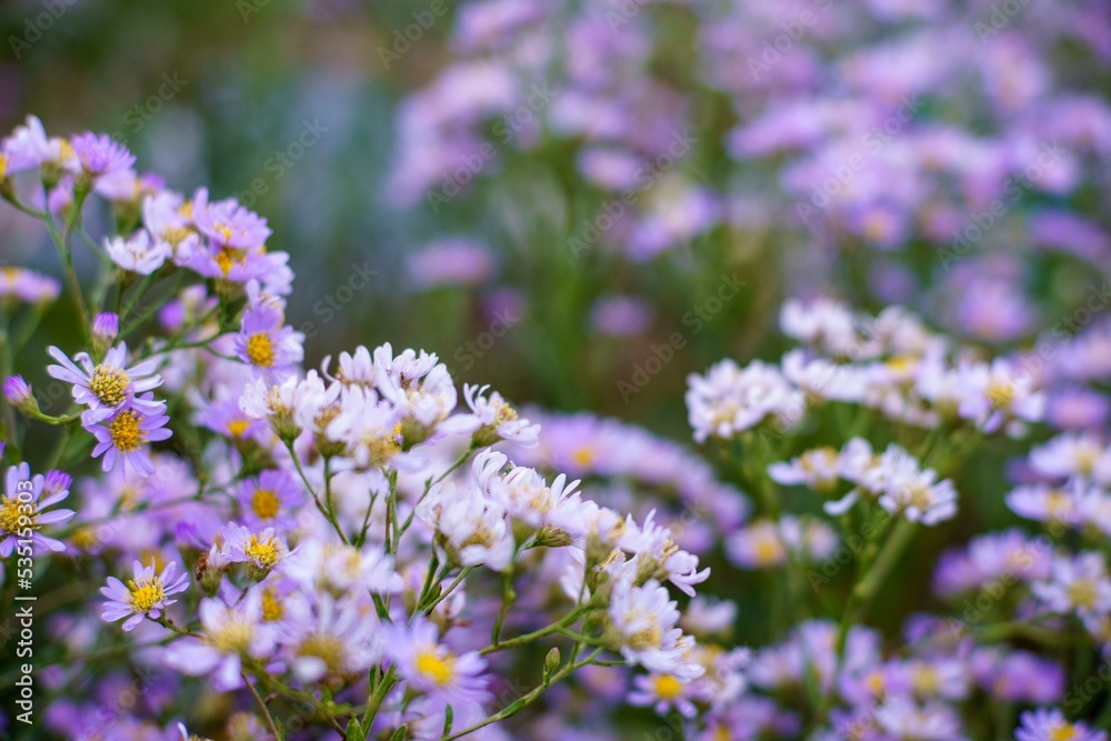 紫色の小さな花の写真 紫色の小さな花の写真