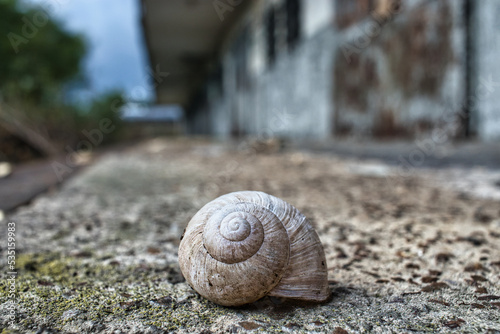 Snail on the Road
