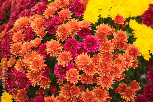pink, orange  and yellow  chrysanthemum flowers © katarinagondova
