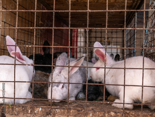 Lots of big and small rabbits in a cage at the bazaar for sale.