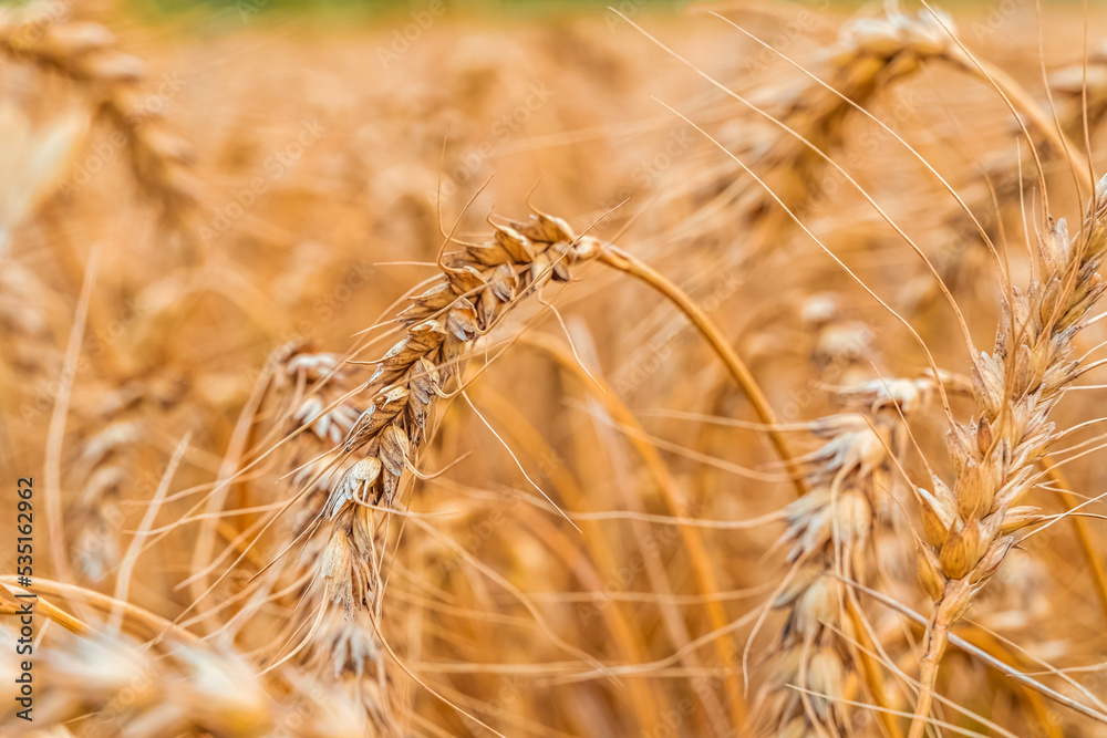 Golden Cereal field with ears of wheat,Agriculture farm and farming concept.Harvest.Wheat field.Rural Scenery.Ripening ears.Rancho harvest Concept.Ripe ears of wheat.Cereal crop.Bread, rye and grain Golden Cereal field with ears of wheat,Agriculture farm and farming concept.Harvest.Wheat field.Rural Scenery.Ripening ears.Rancho harvest Concept.Ripe ears of wheat.Cereal crop.Bread, rye and grain