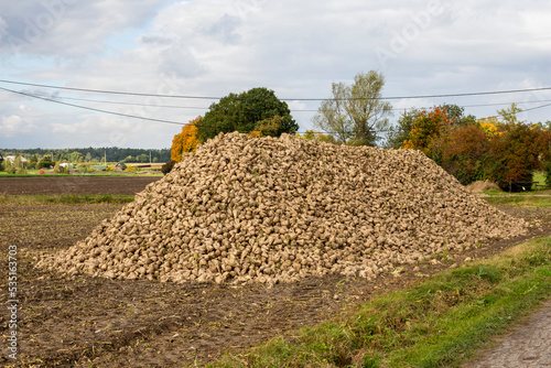 A heap of harvested sugar beet in the field. Autumn.