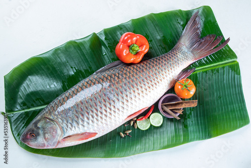 ruhu rui fish Bangladesh fresh water fish isolated on white background