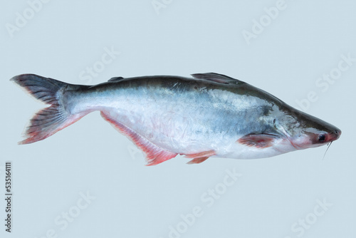 Canvas Print Pangasius, Pangas catfish fresh water fish