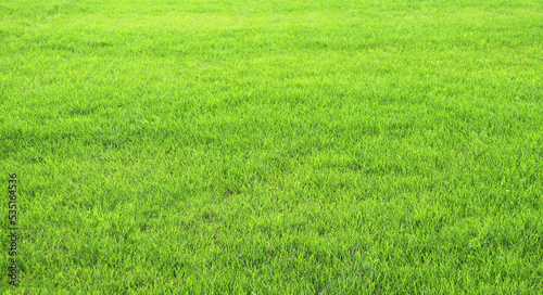 Fototapeta Naklejka Na Ścianę i Meble -  Green grass on lawn. Trimmed lawn grass