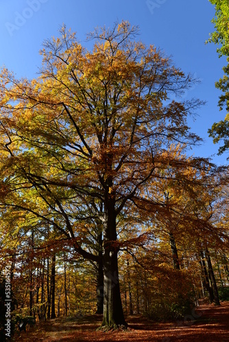 Drzewo z kolorowymi liśćmi jesienią