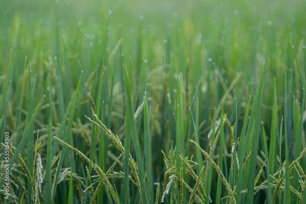 Green ear of rice in paddy rice field Green ear of rice in paddy rice field