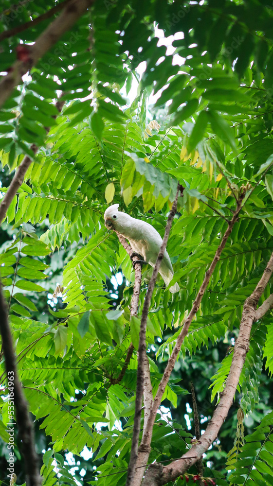 Fototapeta premium bird on a tree