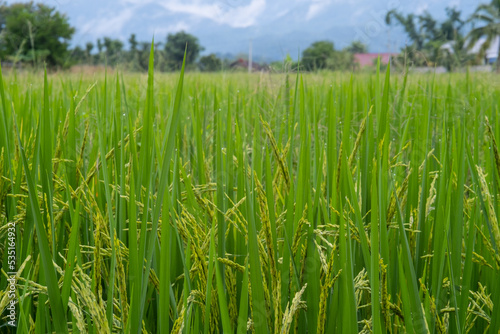 Green ear of rice in paddy rice field under rain cloudy sky