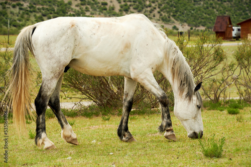 White horse eating grass on the valley in rural village. Domestic animals
