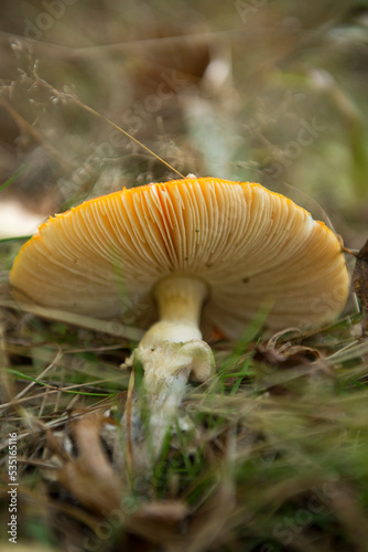 Muchomory — grzyb wyrwany z ziemi na trawie — jesień