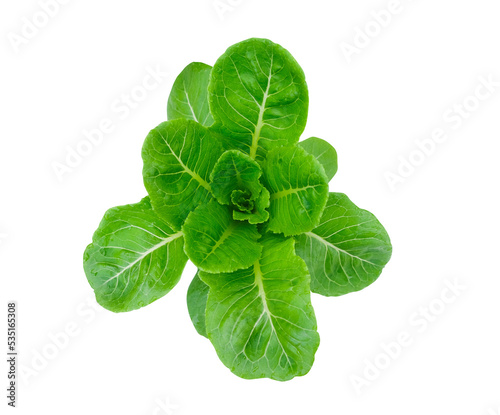 Baby green Cos Lettuce isolated background