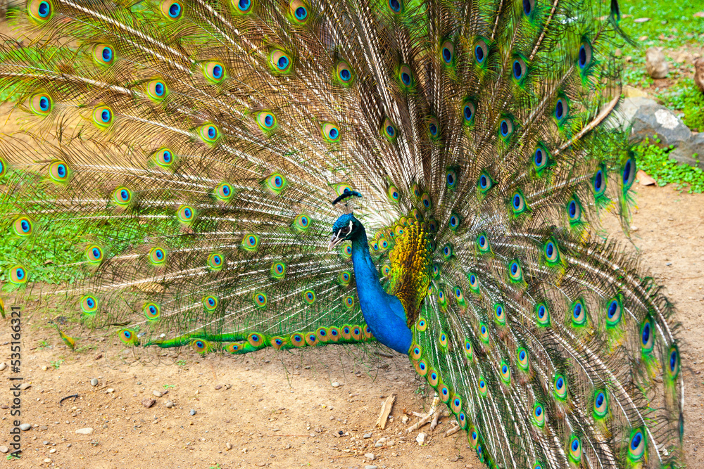 Obraz premium The peacock spread its feathers