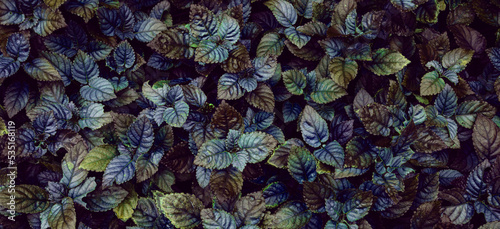 Full Frame of Green Leaves Pattern Background, Nature Lush Foliage Leaf Texture, tropical leaf