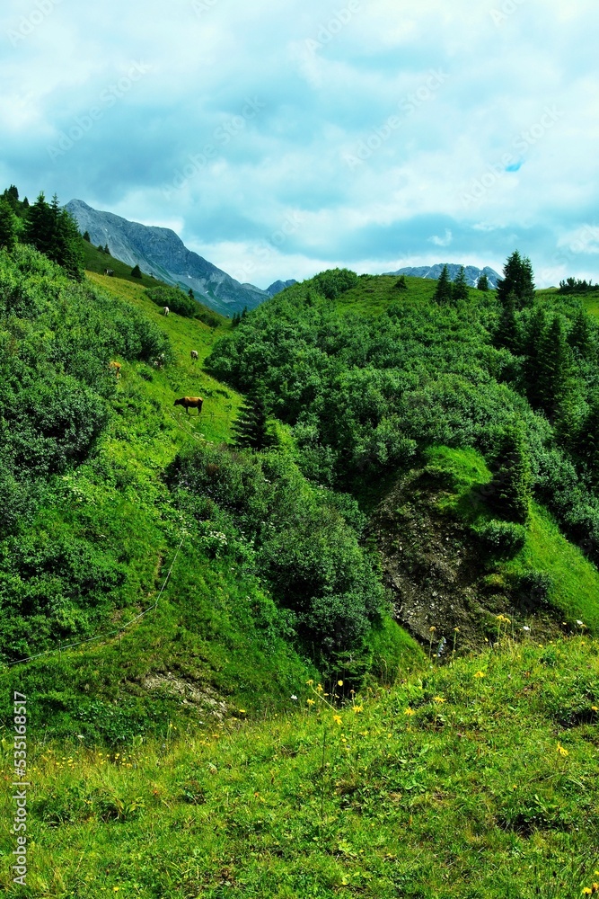 Austrian Alps - view of cows on the pasture near Warth in the Lechtal Alps