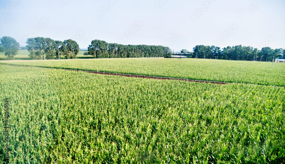 High angle view of organic corn field at agriculture farm