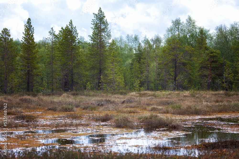 Landscape with swamp and pines. Arctic. Russia