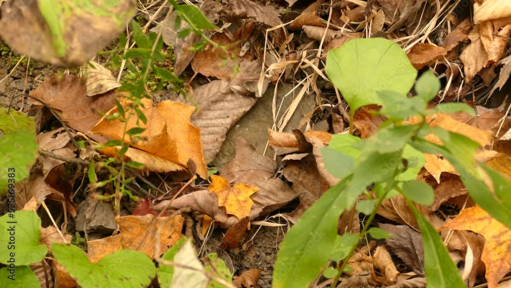 A close up shot of a small Salamander amphibian walking over a decaying leaf and into the thick autumn vegetation as the natural environment changes during the fall, Ontario, Canada A close up shot of a small Salamander amphibian walking over a decaying leaf and into the thick autumn vegetation as the natural environment changes during the fall, Ontario, Canada