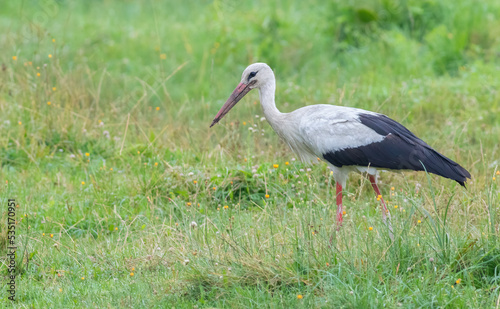 White stork, Ciconia ciconia. A bird walks along the river bank looking for food