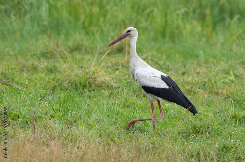 White stork, Ciconia ciconia. A bird walks along the river bank looking for food